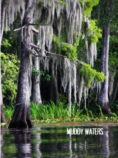 Muddy Waters